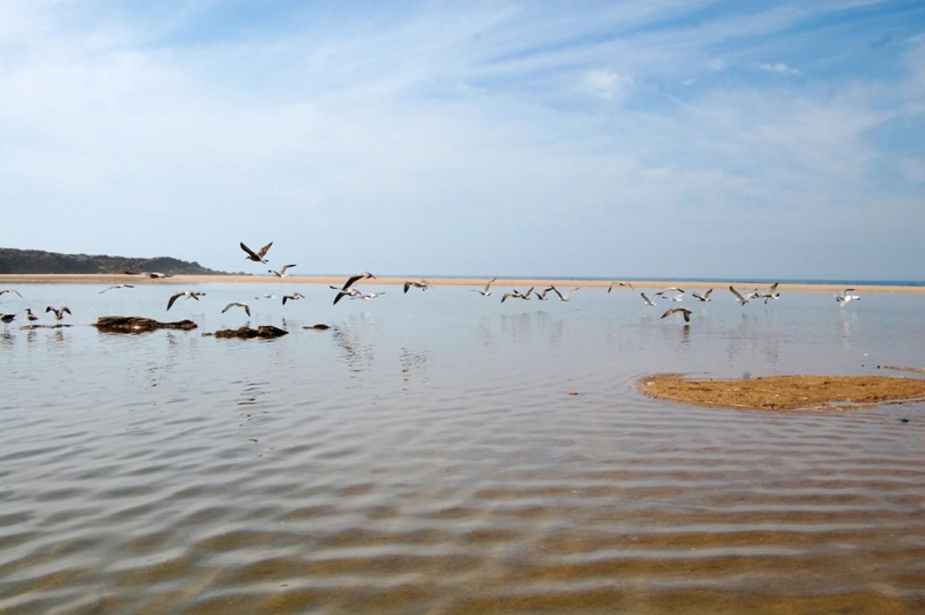 j8f_aves en playa.JPG